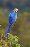 Blue-and-yellow Macaw